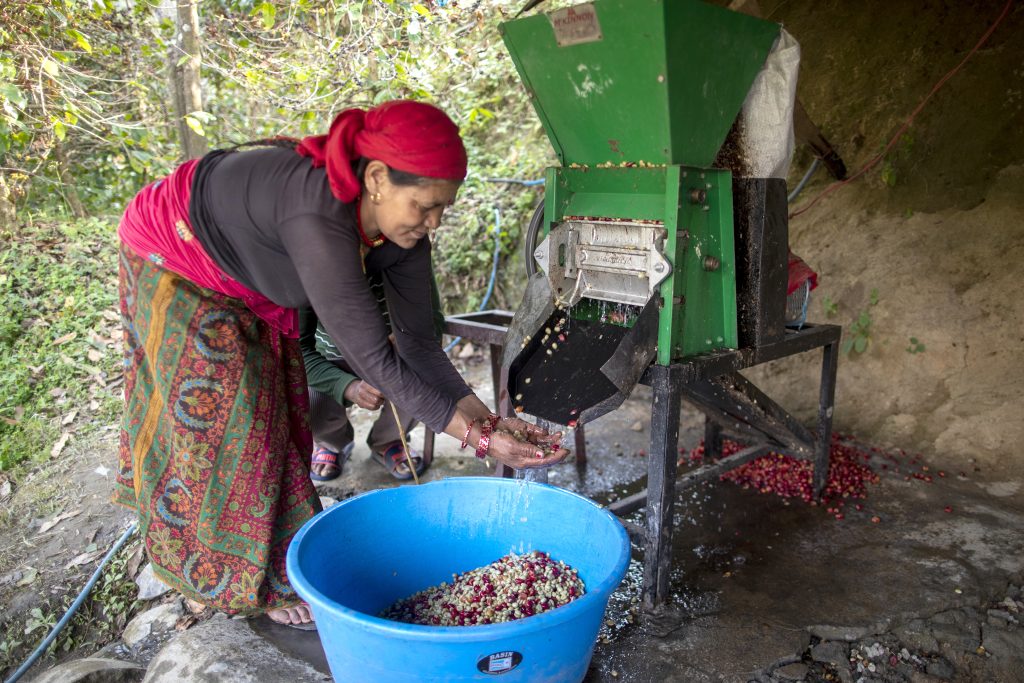 Depulping Nepali cherries